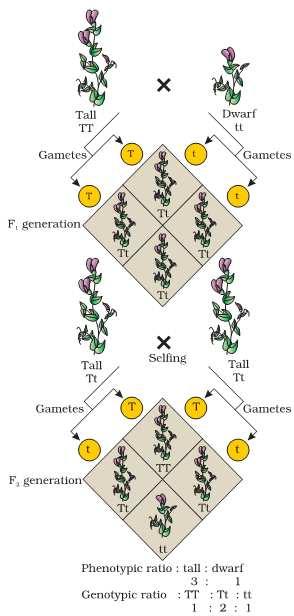 phenomena is called co-dominance eg alleles of blood group I A & I
