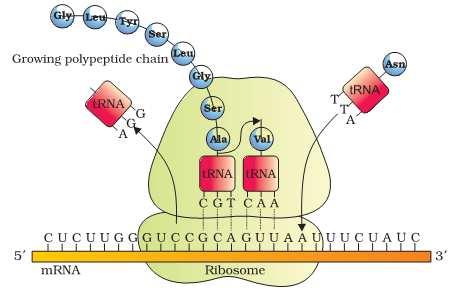 iv) ELONGATION OF POLYPEPTIDE CHAIN :- a) Second activated amino acid along its trna reaches the A site & binds to mrna codon next to AUG.