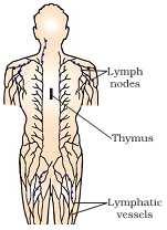 Ans.9 Lymphoid organs are organs where origin or maturation & proliferation of lymphocytes occurs.