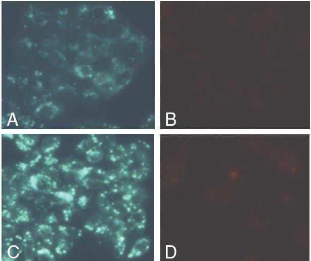 Data Analysis Performance Cell Staining Figure 1. Tamoxifen increases autophagy in HepG2 cells as shown by fluorescence microscopy.