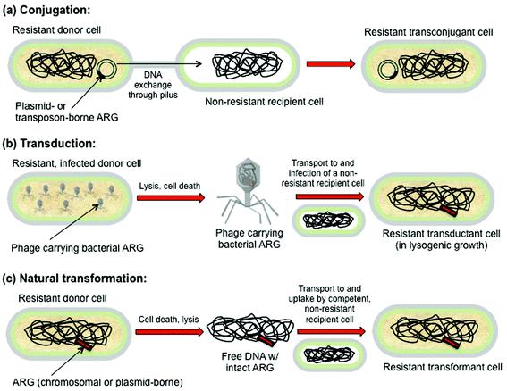 HORIZONTAL GENE TRANSFER (HGT) Acquisition of new genetic material from other resistant organisms Can occur between strains of different bacterial species or genera Mutation and selection, combined