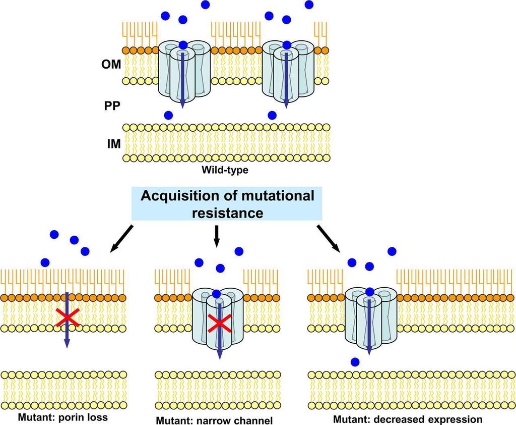 Often a combination of resistance mechanisms Mediated by