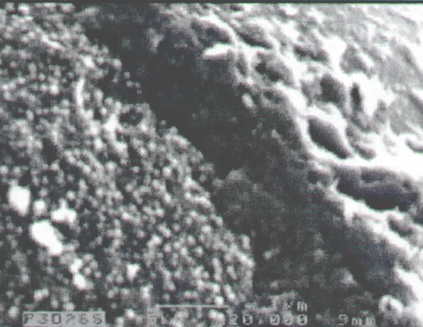 14 is SEM image of slice specimen of sample B, which was taken after the chloride diffusion test. In Fig.