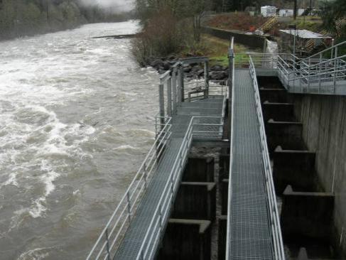 Tagging studies will provide some information on some of the environmental conditions to which adult fish are exposed between Willamette Falls and collection at the Willamette Valley Project dams