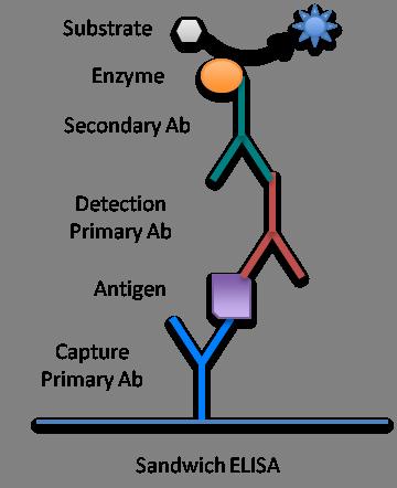 Primary antibody bound to antigen is detected using secondary antibody conjugated to