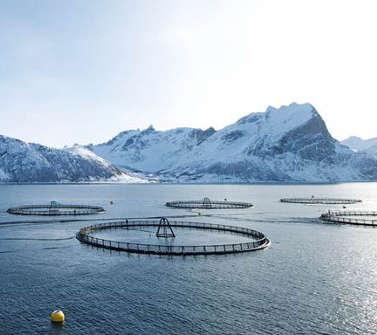aquaculture Salmon delousing solutions for