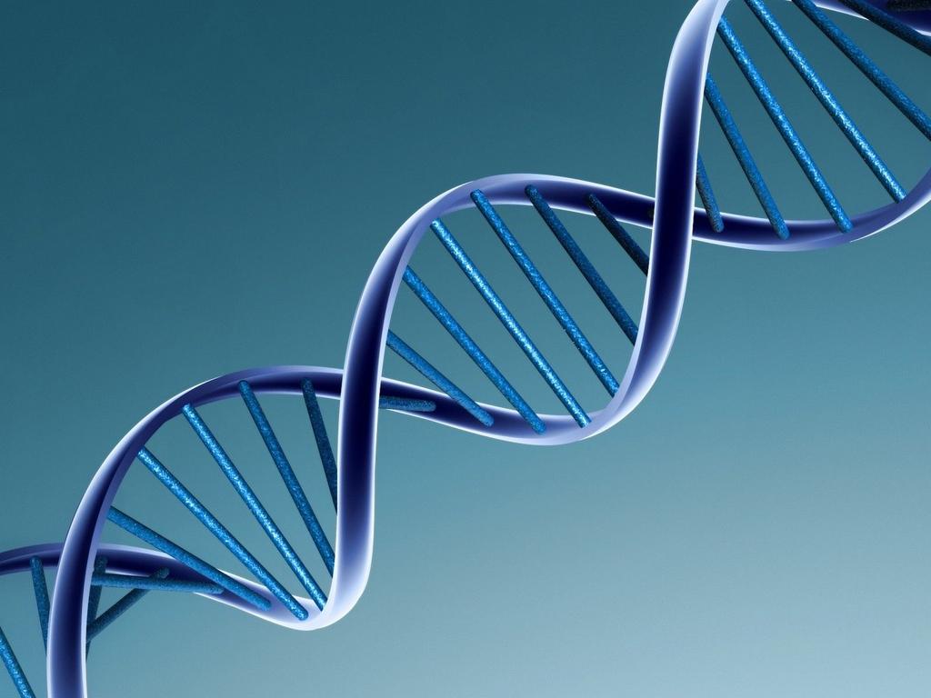 Genetic information is coded in DNA DNA is found in the nucleus of plant and animal cells.