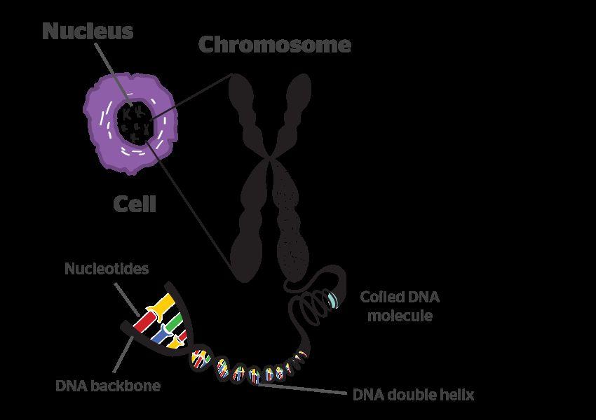 Chromosomes are a structure found in the nucleus of a cell that contains