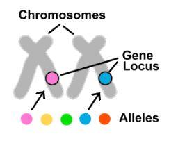 Genes are segments of DNA found on a chromosome that contribute to the inheritance of a certain trait.