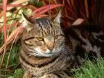 Practice Identifying A cat can be black, tan, or tabby (black & tan) 1.