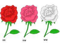 Practice Identifying Flowers can be white, pink, or red 1.