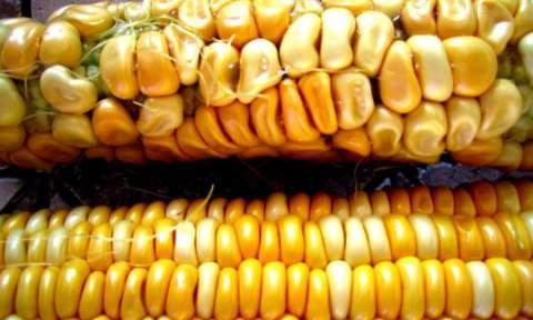 Genetically Modified Organisms GMO: For example, resistance to plant