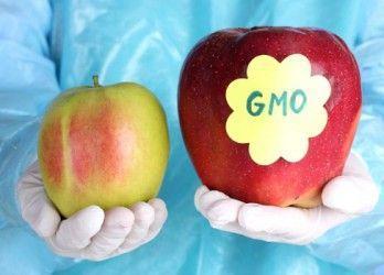 Genetically Modified Organisms Advantages to GMOs: Better for environment because
