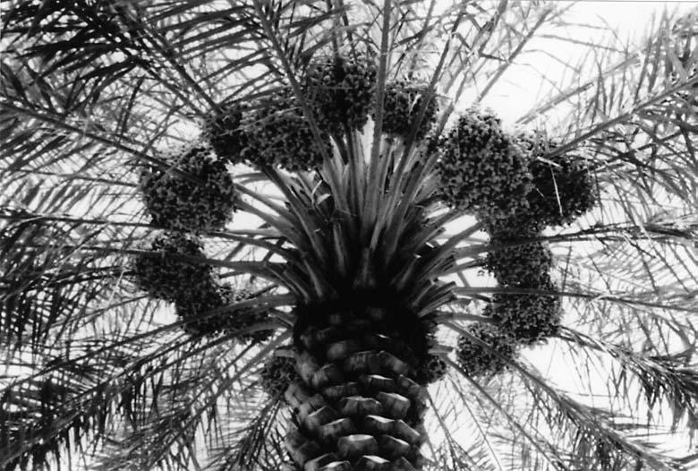 138 NEMATROPICA Vol. 35, No. 2, 2005 Fig. 2. Date palm tree with fruit bunches at peak production.