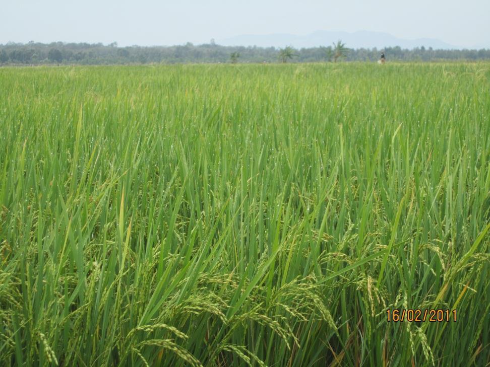 Another Major Rice Green Revolution in Mwea in Kenya
