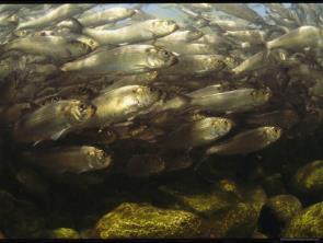 for fish passage River herring