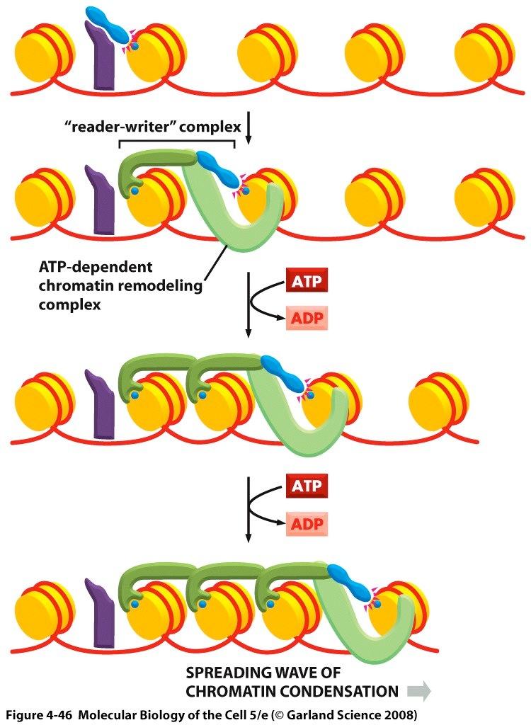 remodeling proteins can spread chromatin changes along  the writer