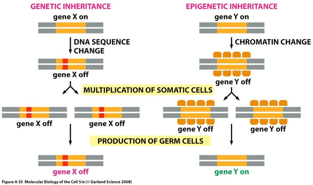 Comparison Epigenetic Inheritance epi- ( on ) + genetic Superimposed on genetic inheritance based on DNA. Each daughter DNA receives half of its parents histones.