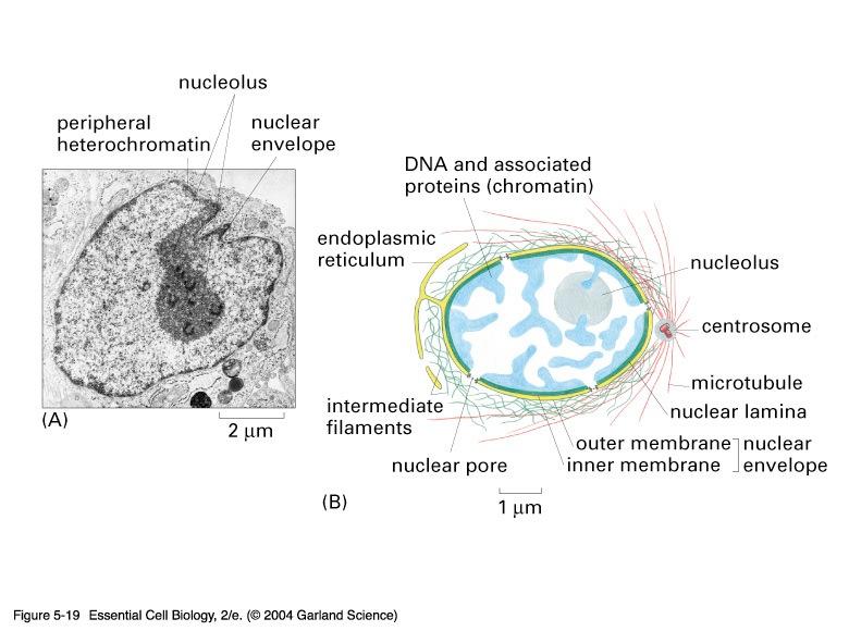 05_19_Interphase.jpg Nuclear envelop: formed by two concentric membranes; punctuated at intervals by nuclear pores. Nuclear pores: actively transport selected molecules to and from the cytosol.