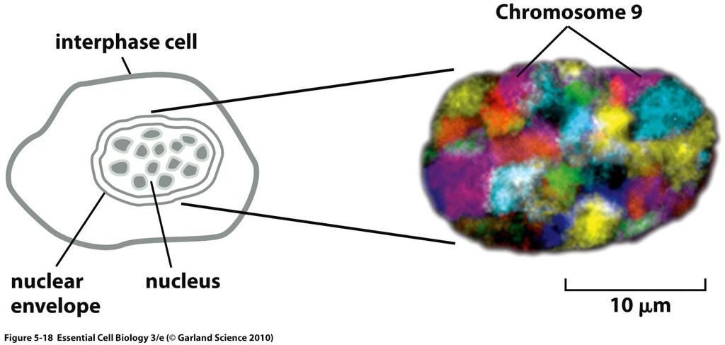 Parts of the different chromosomes carrying genes for ribosomal RNA cluster together (see Fig. 5-11). Interphase chromosomes are organized within the nucleus.