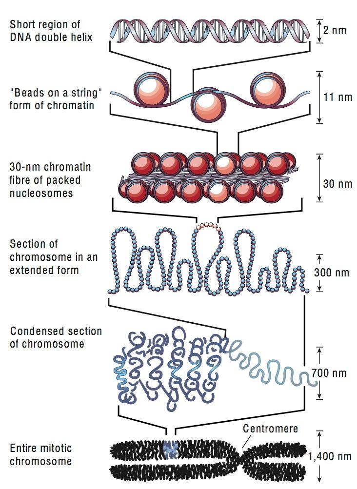 Instead, the nucleosomes are further packed to generate a more