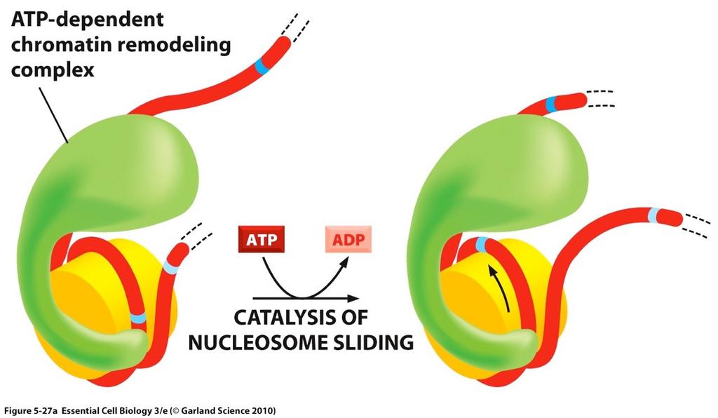 Changes in nucleosome structure allow access to DNA The