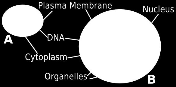 DNA is found in the cytoplasm of prokaryotes and the nucleus of eukaryotes The