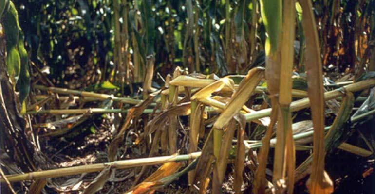 Stalk Lodging In Maize Stalk Strength Disease/Pests