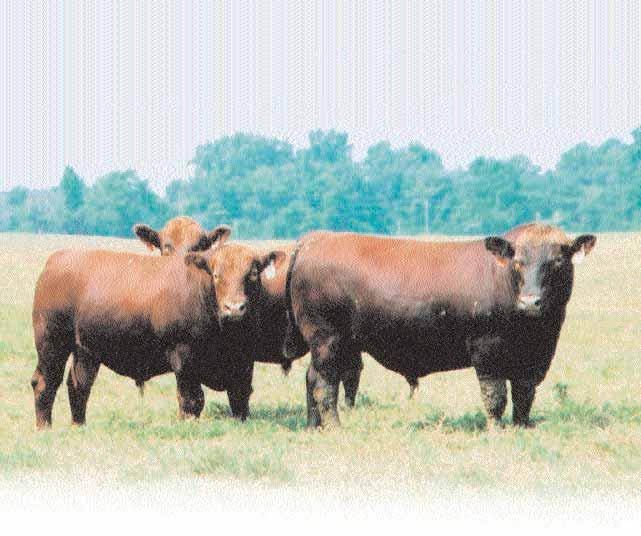 Predicting Profit The Rancher s Guide to EPDs EPDs (Expected Progeny Differences) are the most powerful selection tool the beef industry has ever had.