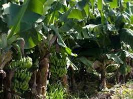 WEST INDIA [GOA, MAHARASHTRA, GUJARAT] Banana Sugarcane Rice transplanting Land preparation/sowing Realised Rainfall: Rainfall occurred in North Goa, Raigad, Ratnagiri, Sindhudurg and South Goa