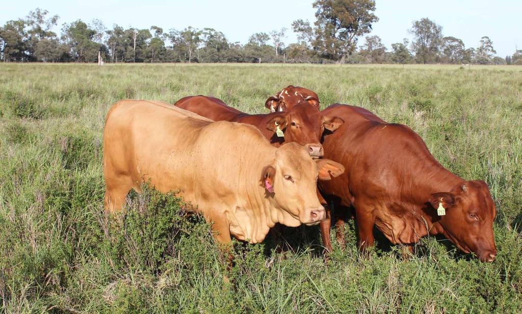 Department of Agriculture and Fisheries Fact sheet 2 Dealing with sown pasture run-down When a paddock is first developed and a new pasture is sown, the amount of plant-available nitrogen (N) in the