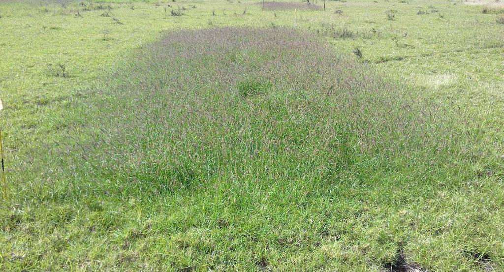 Figure 2: Response to N fertiliser on run-down buffel grass in this case, the fertiliser used was Green Urea, broadcast on the surface Fertiliser application N fertilisers provide additional N to the
