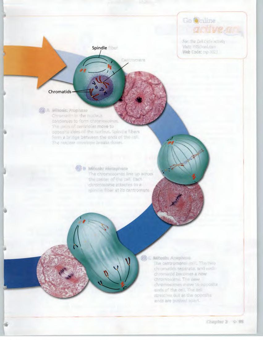 Spindle fiber For: The Cell Cycle activity Visit: PHSchool.
