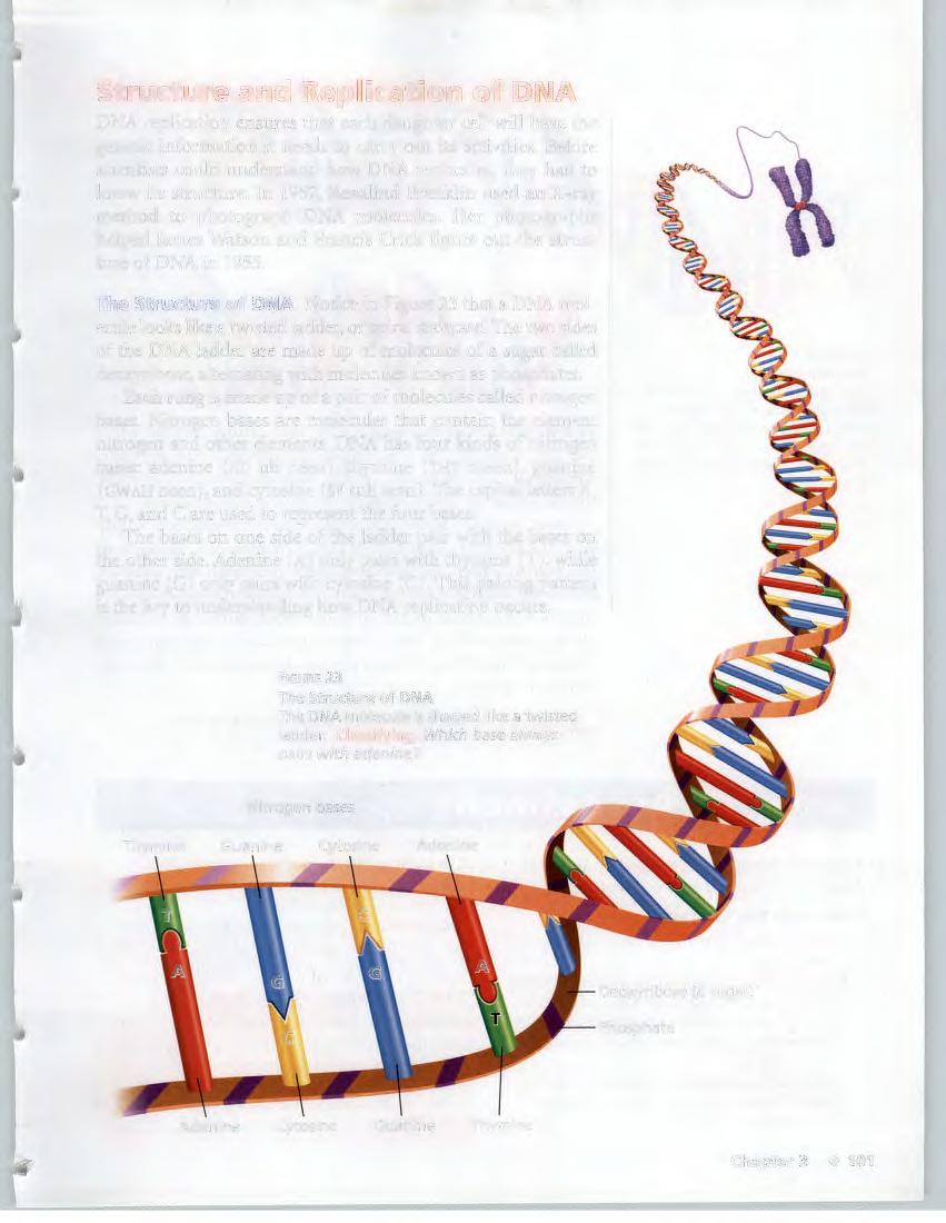 Structure and Replication of DNA DNA replication ensures that each daughter cell will have the genetic information it needs to carry out its activities.
