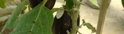 eggplant varieties were