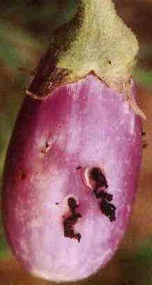 ESFB of Eggplant EFSB is the key pest of