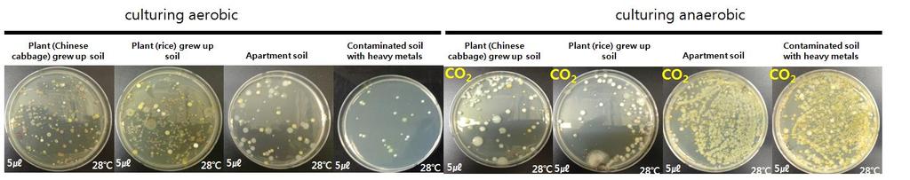 They can be used in 1-2 months, and old media should be discarded due to the possibility of contamination. 3.2. Separation Culture of Anaerobic and Aerobic Soil Bacteria from Soil Fig.
