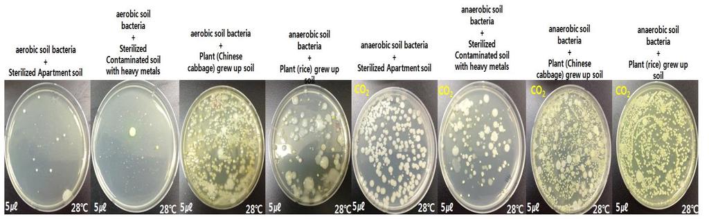 aerobic soil bacteria existed than those of anaerobic soil bacteria.