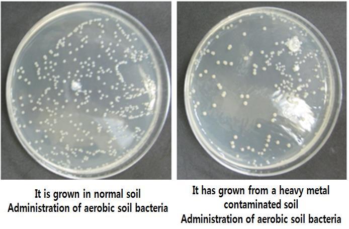 anaerobic bacteria decreased when the bacteria was contained in the soil where normal aerobic soil bacteria was injected.