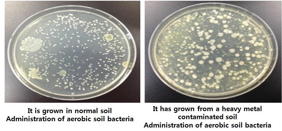 bacteria greatly increased. Fig. 8: Changes of aerobic soil bacteria after aerobic soil bacteria, whose resistance to active oxygen has decreased, was injected into the soil Fig.