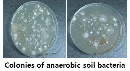 Fig. 11: Colonies of anaerobic soil bacteria grown in normal soil Fig. 12: Separation culture of anaerobic soil bacteria by type Fig.