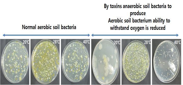 Therefore, it was checked that when aerobic bacteria cannot grow and proliferate normally in the soil, the growth of toxin is encourage, which causes the negative