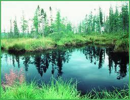 Freshwater Ecosystems The types of organisms in an aquatic ecosystem are mainly determined by the water s salinity.