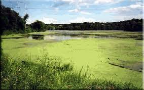 How Nutrients Affect Lakes A lake that has large amounts of plant growth due to nutrients is known as a eutrophic lake.