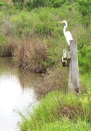 Marshes Freshwater marshes tend to occur on low, flat lands and have little water movement.