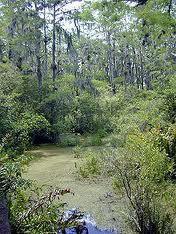 Swamps Swamps occur on flat, poorly drained land, often near streams and are dominated by woody shrubs or water loving trees.