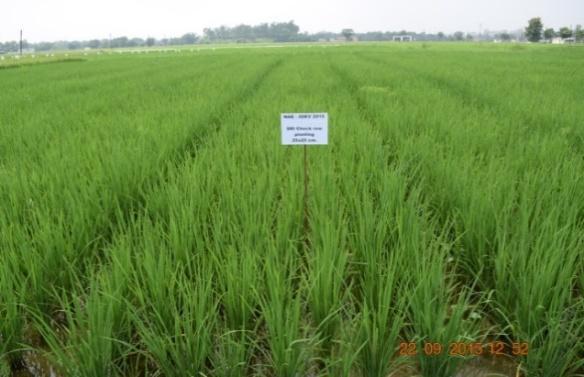 Details of demonstration conducted for direct dry seeding condition and transplanted rice are given in Table 8.5.1. The energy equivalence for direct and indirect sources suggested by Binning et al.
