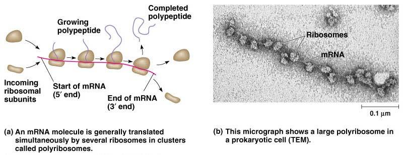 polyribosomes trail along the same mrna.