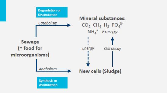 The chemical processes, that actually convert the contaminants and that occur within the microbial cells are called metabolism.