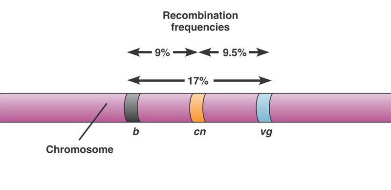 Gene Order on Chromosome B